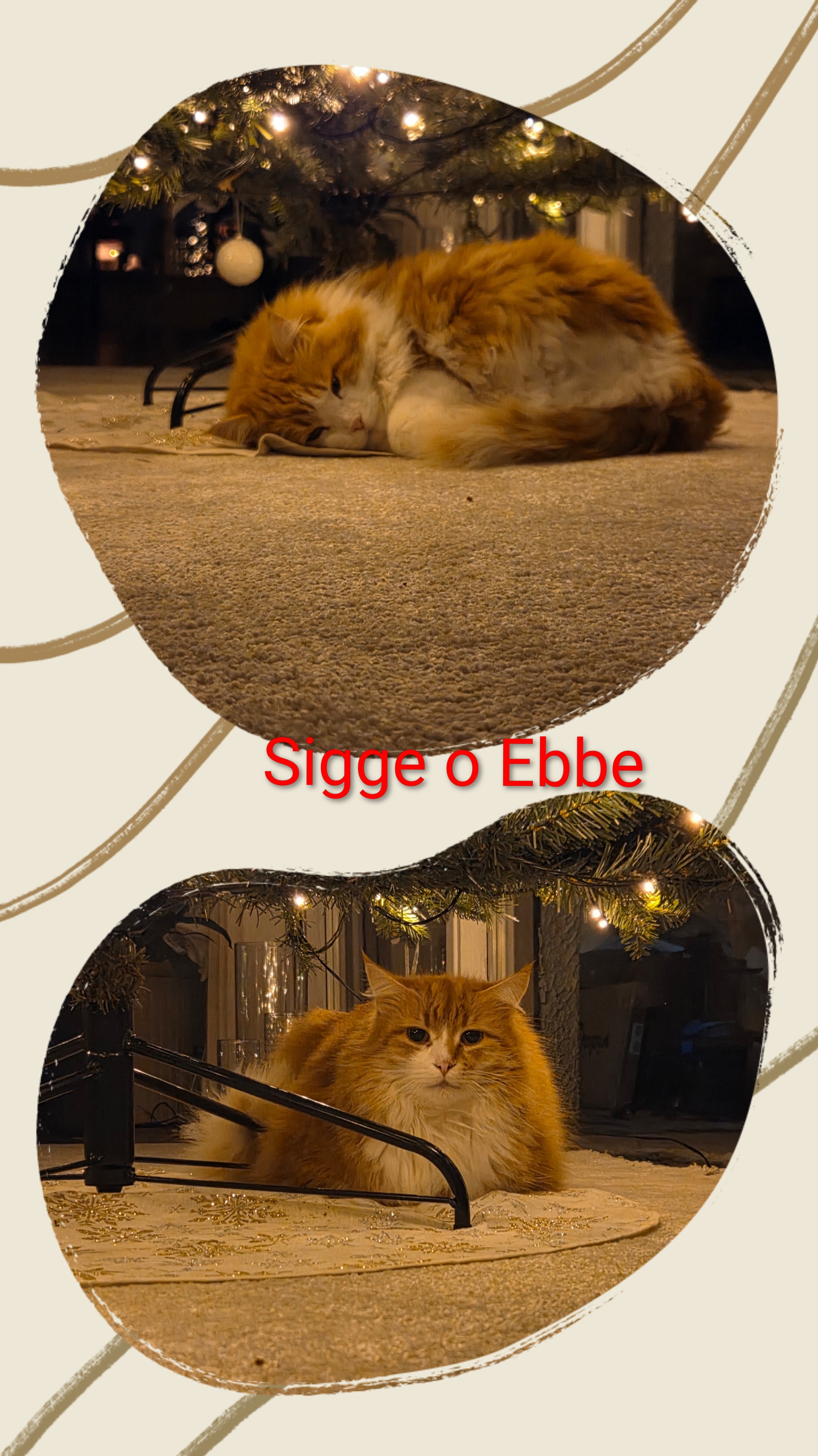 Sibiriska katter Neptune o Rost Jul